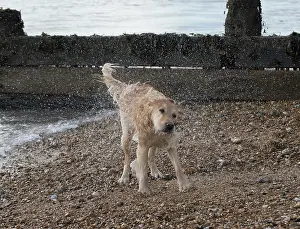 Shaking: Dog
