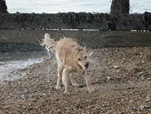 Shaking: Dog