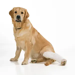Bandaged: DOG - Golden Retriever sitting with bandaged leg