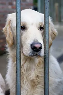 Bars: Dog - Golden Retriever sitting down behind bars
