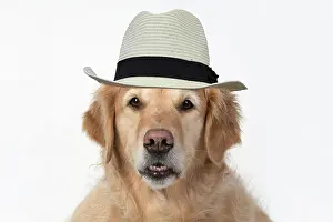 110420: DOG. Golden Retriever, sitting head & shoulders