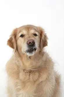 110420: DOG. Golden Retriever, sitting head & shoulders