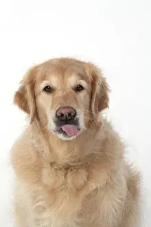 110420: DOG. Golden Retriever, sitting head & shoulders