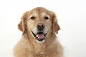 110420: DOG. Golden Retriever, sitting head & shoulders