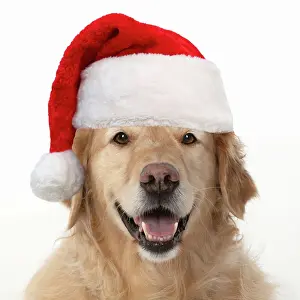 260420: DOG. Golden Retriever, sitting head & shoulders