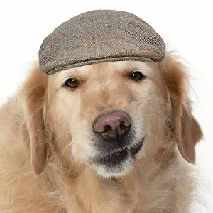 260420: DOG. Golden Retriever, sitting head & shoulders