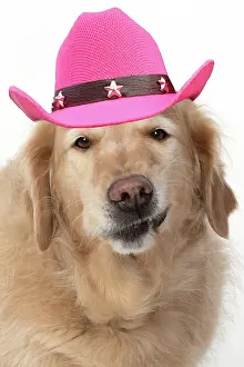 260420: DOG. Golden Retriever, sitting head & shoulders