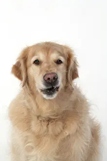 110420: DOG. Golden Retriever, sitting head & shoulders