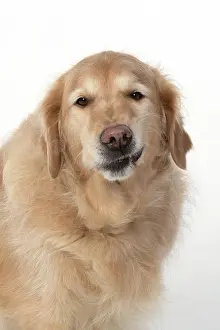 110420: DOG. Golden Retriever, sitting head & shoulders