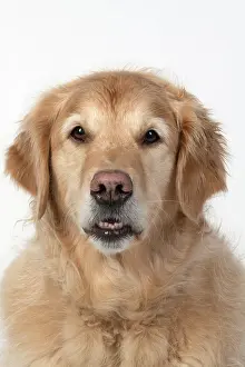 110420: DOG. Golden Retriever, sitting head & shoulders