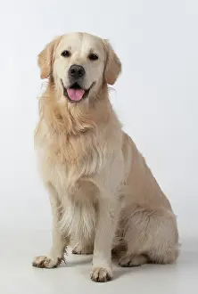 280220: DOG. Golden Retriever, sitting looking at camera