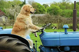 Driving: DOG. Golden retriever sitting on tractor