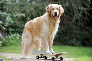 Skateboard: DOG. Golden retriever on skateboard