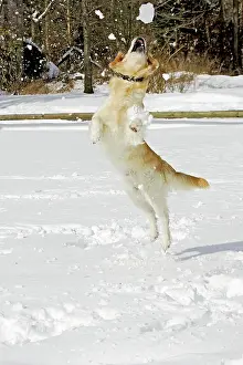 Snowball: Dog - Golden Retriever - in snow - leaping to catch snowball