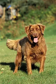 Wagging: Dog - Golden Retriever standing in garden
