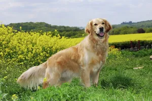 Rape: DOG. Golden retriever standing in front of oil seed rape