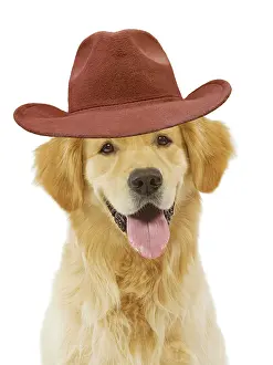 Panting: Dog - Golden Retriever in studio wearing a Cowboy hat