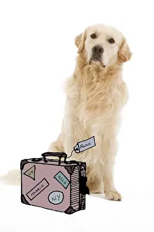 Suitcase: Dog - Golden retriever with suitcase