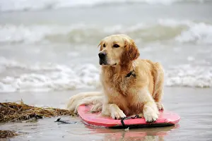 Surfing: DOG. Golden retriever on surf board