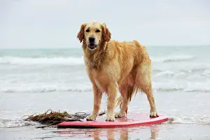 Surfing: DOG. Golden retriever on surf board