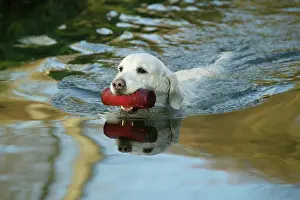 Retrieving: Dog - Golden Retriever, swimming in water, retrieving toy