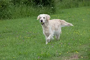 Tennis: Dog - Golden Retriever - with tennis ball in mouth