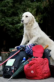 Luggage: Dog - Golden Retriever waiting by luggage