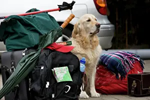 Luggage: Dog - Golden Retriever waiting by luggage