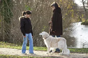 Footpaths: Dog - golden retriever on walk with woman passing