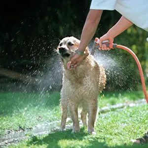 Hose: Dog - Golden Retriever being washed down with water
