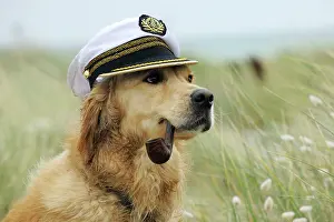 Smoking: DOG. Golden retriever wearing captains hat smoking a pipe