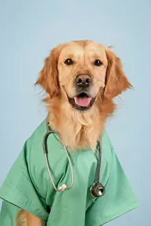 Outfit: Dog. Golden Retriever wearing doctors outfit