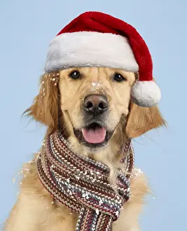 161118: Dog. Golden Retriever wearing scarf and Christmas