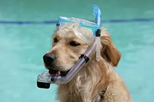 Snorkel: Dog - Golden retriever wearing a snorkel