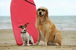 Surfing: DOG. Golden retriever wearing sunglasses and jack