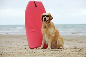 Surfing: DOG. Golden retriever wearing sunglasses next to surf board