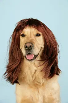 Wigs: Dog. Golden Retriever wearing wig