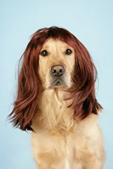Wigs: Dog. Golden Retriever wearing wig