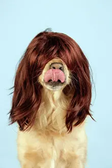 Wigs: Dog. Golden Retriever wearing wig