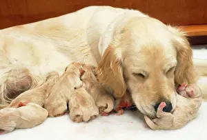 Whelping: Dog - Golden Retriever - whelping puppies 1 hour