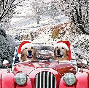 Scarves: Dog - Golden Retrievers