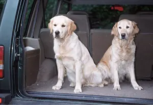 Vehicles: DOG - GOLDEN RETRIEVERS - IN BACK OF CAR X2