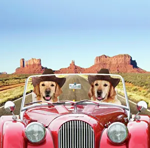 250619: Dog - Golden Retrievers driving car through desert
