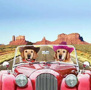 Dog - Golden Retrievers driving car through desert
