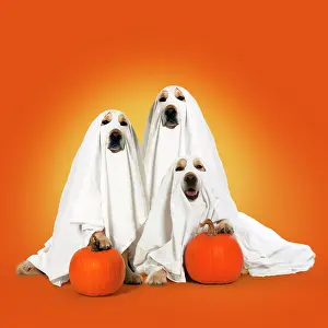Pumpkins: DOG, Golden Retrievers with pumpkins, wearing sheets, ghosts