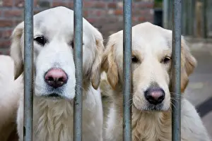 Bars: Dog - Golden Retrievers sitting down behind bars