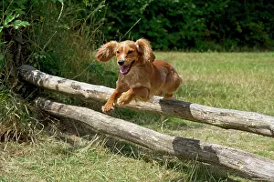 Poles: Dog - Golden Springer Spaniel - jumping over wooden poles