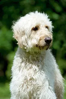 Designer: DOG - Goldendoodle (head shot)