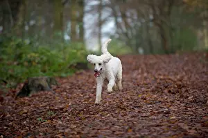Goldendoodle: Dog