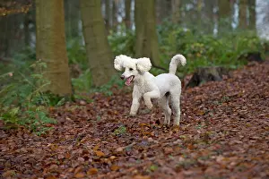 Goldendoodle: Dog